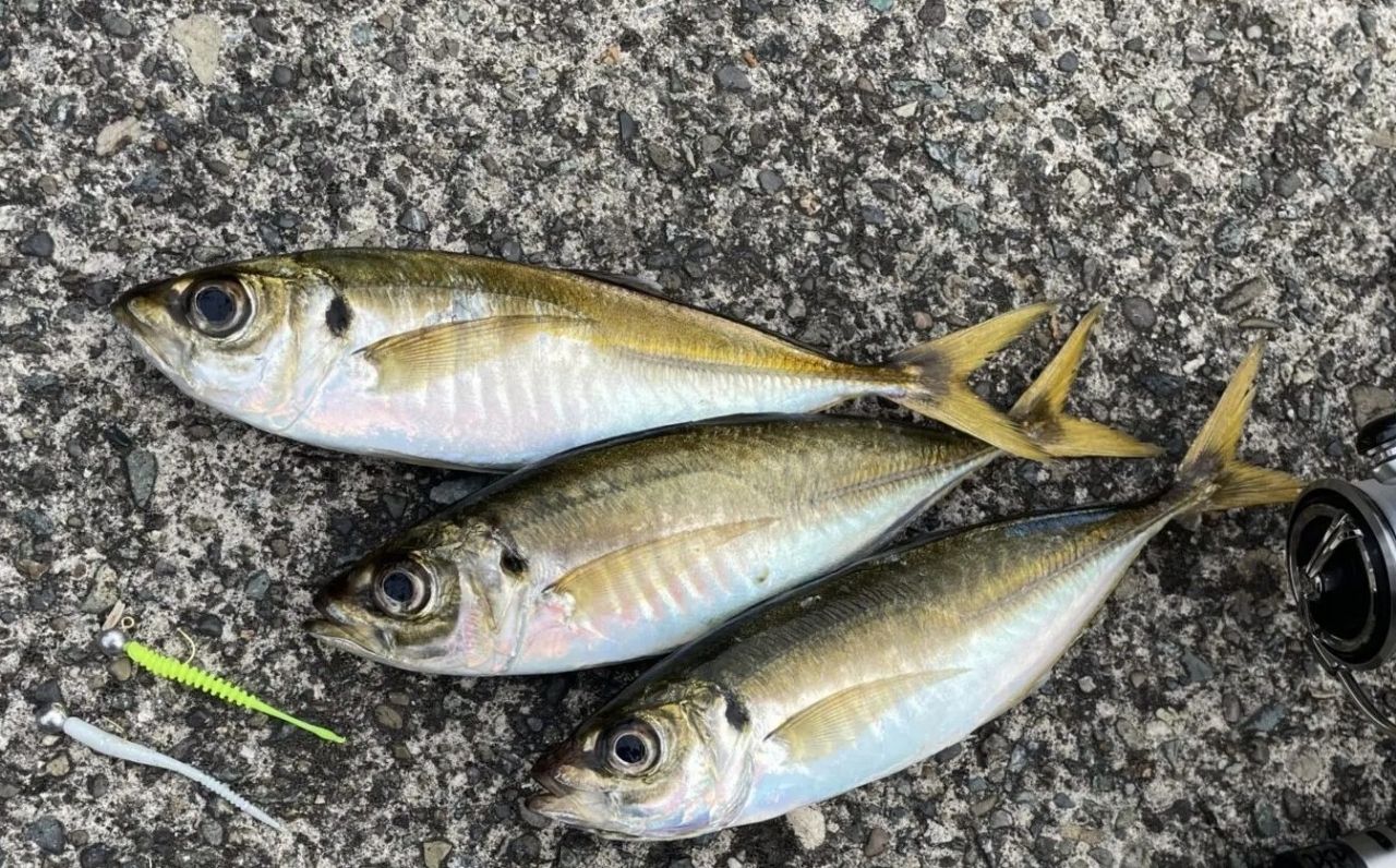 SHIMANO 23ソアレ BB アジング S64UL-Sの最安値・インプレ・釣果
