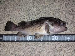 クロソイの釣果
