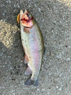 ニジマスの釣果