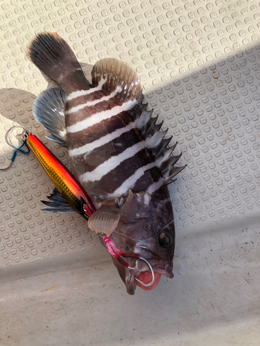 マハタの釣果