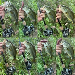 ラージマウスバスの釣果