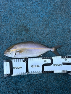 ショゴの釣果