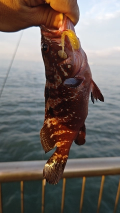 キジハタの釣果