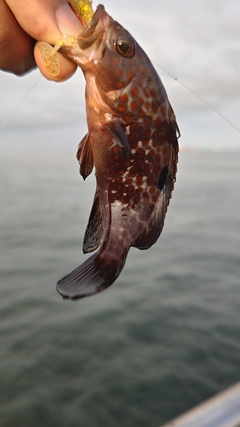 キジハタの釣果