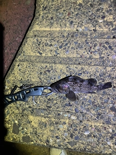 クロソイの釣果