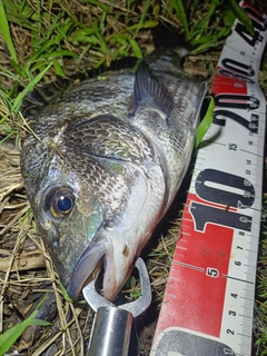 チヌの釣果