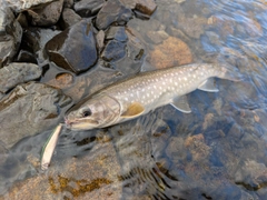 エゾイワナの釣果
