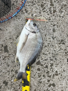 キチヌの釣果