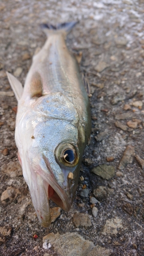 セイゴ（マルスズキ）の釣果