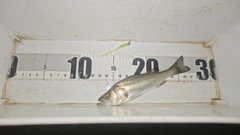 セイゴ（マルスズキ）の釣果