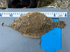 ソゲの釣果