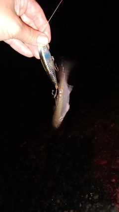 ボラの釣果