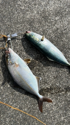 イナダの釣果