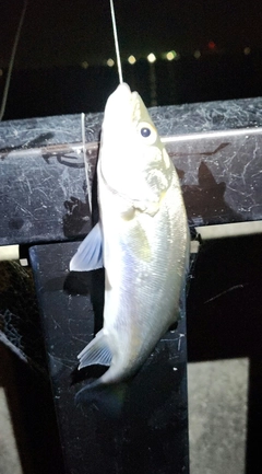 セイゴ（マルスズキ）の釣果
