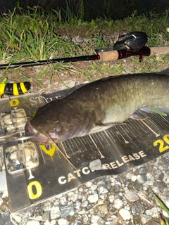 ナマズの釣果