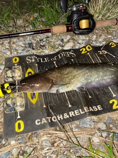 ナマズの釣果