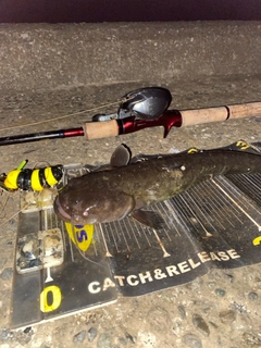 ナマズの釣果