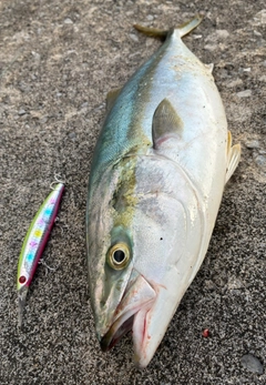 ワラサの釣果