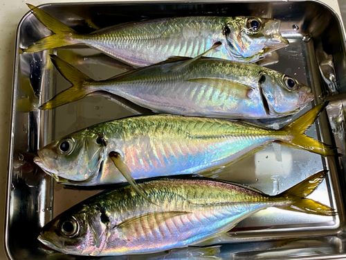 釣果一覧】神奈川県で釣れたアジ - アングラーズ | 釣果600万件の