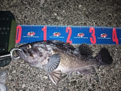 クロソイの釣果
