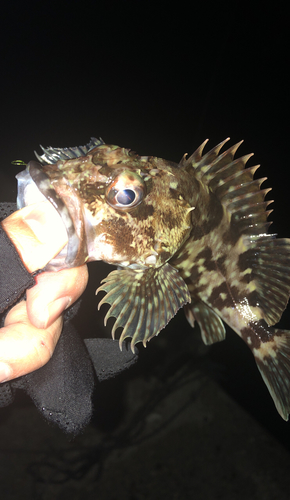 タケノコメバルの釣果