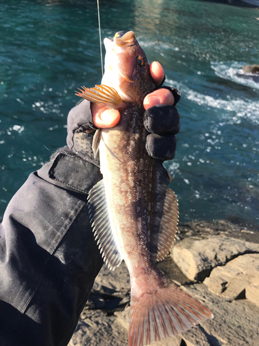 アイナメの釣果