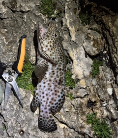 ヒトミハタの釣果