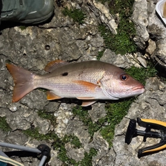 イッテンフエダイの釣果