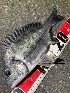 クロダイの釣果