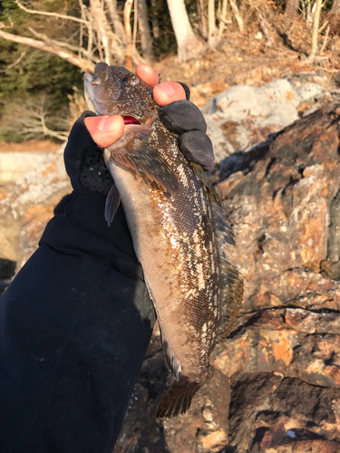 アイナメの釣果