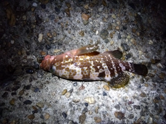 キジハタの釣果