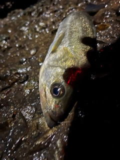 セイゴ（タイリクスズキ）の釣果