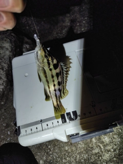 シマイサキの釣果