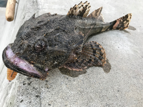 ケムシカジカの釣果