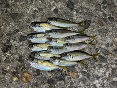 アジの釣果