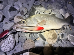 ヒラスズキの釣果