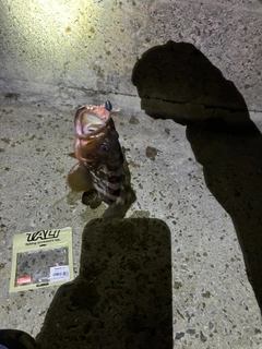 アコウの釣果