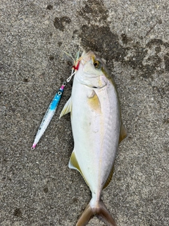 カンパチの釣果