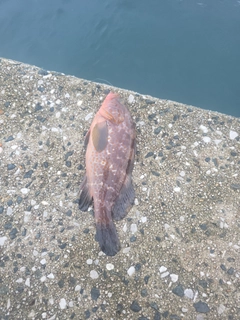 アコウの釣果
