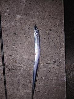 タチウオの釣果
