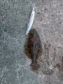 ソゲの釣果