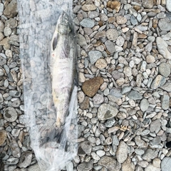 アキアジの釣果
