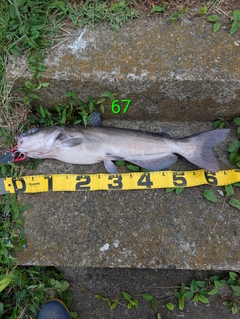 アメリカナマズの釣果