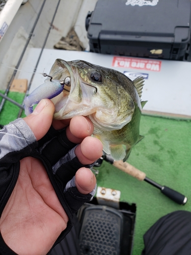 ラージマウスバスの釣果