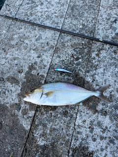 シオの釣果