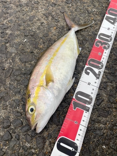 ネリゴの釣果