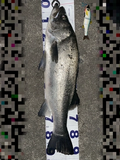 ヒラスズキの釣果
