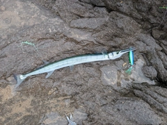 ダツの釣果
