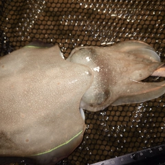 コウイカの釣果