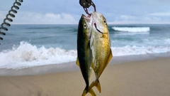 ショゴの釣果